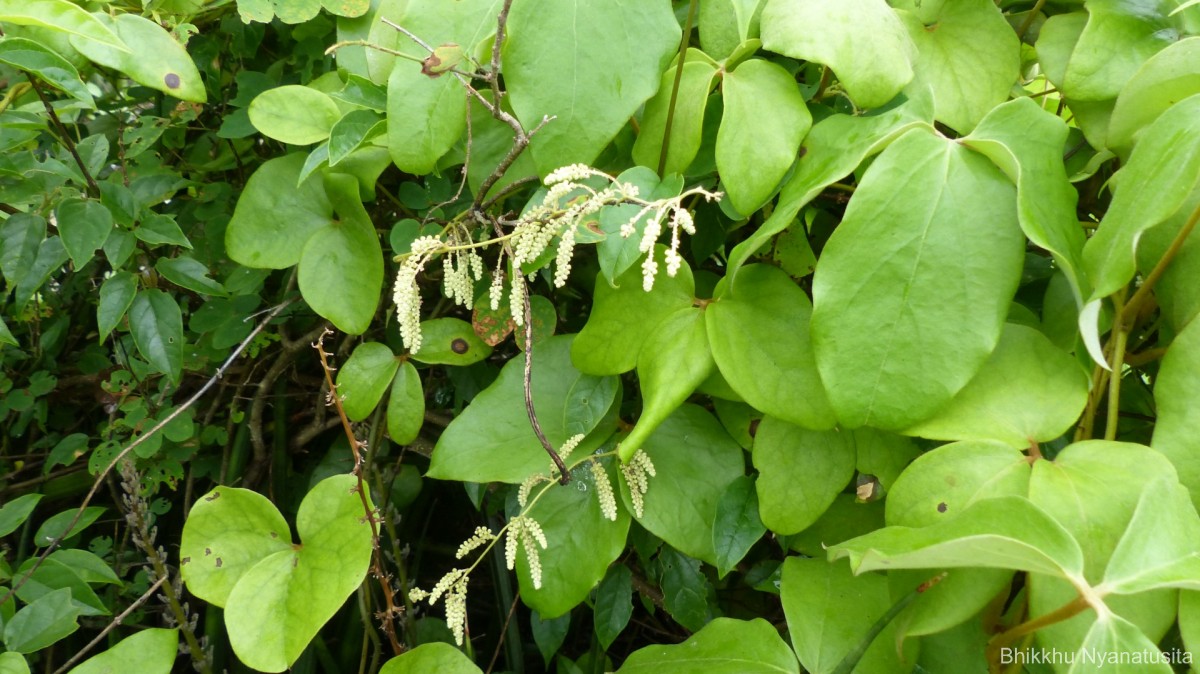 Dioscorea tomentosa J.Koenig ex Spreng.